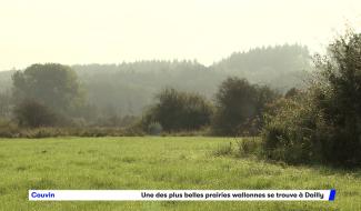 Une des plus belles prairies de Wallonie