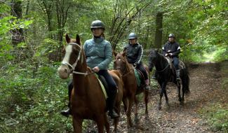 Des cavaliers dans un bois
